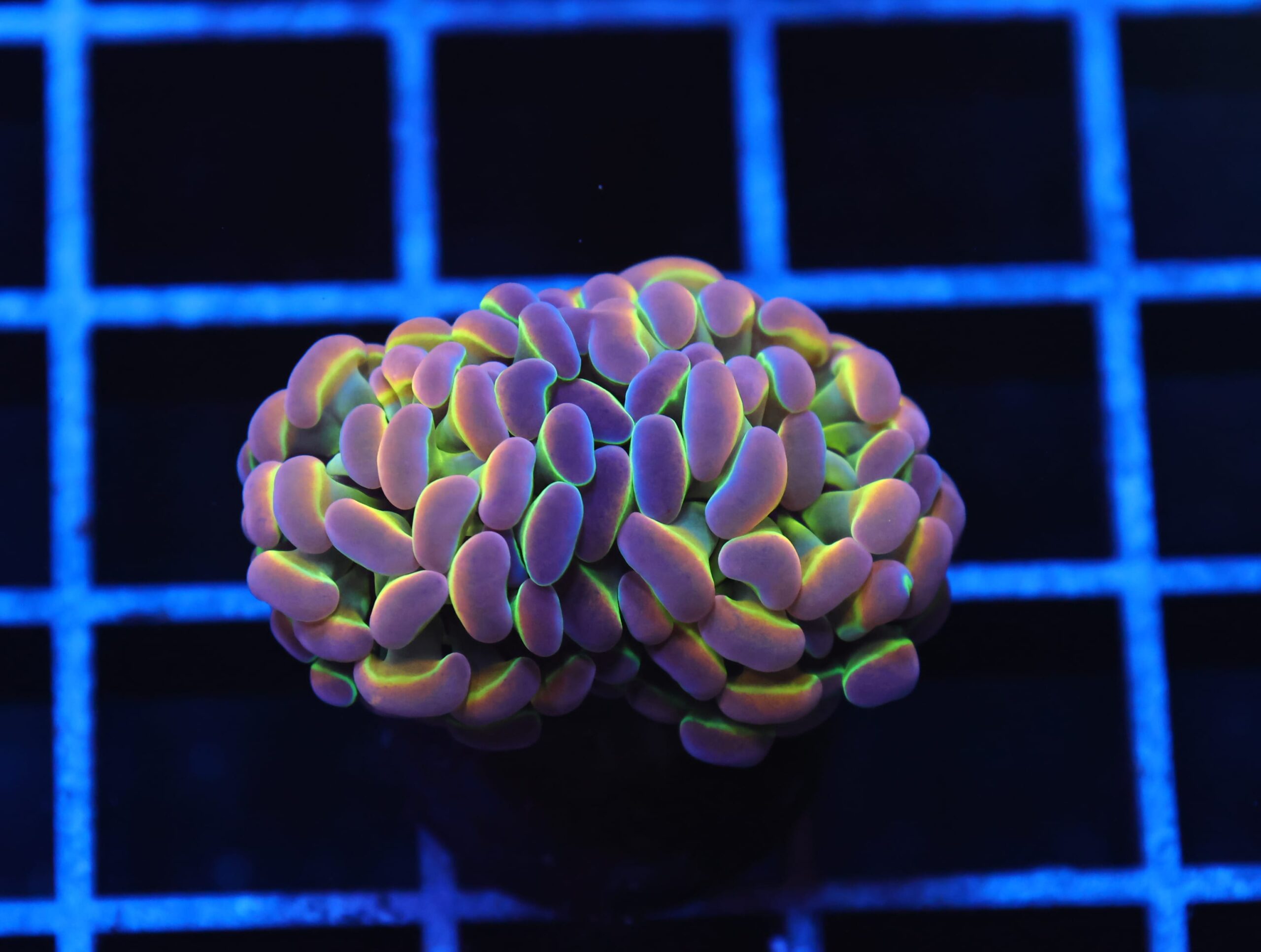 J32 - INDO HAMMER BRANCH TRUE HOLOGRAM 2 HEAD