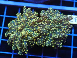 J33 - INDO FROGSPAWN BRANCH CITRUS BOMB 2 HEAD