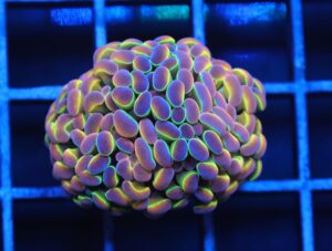 J53 - INDO HAMMER BRANCH TRUE HOLOGRAM 2 HEAD