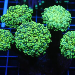 J67 - INDO FROGSPAWN BRANCH GAMMA RAY 5 HEAD