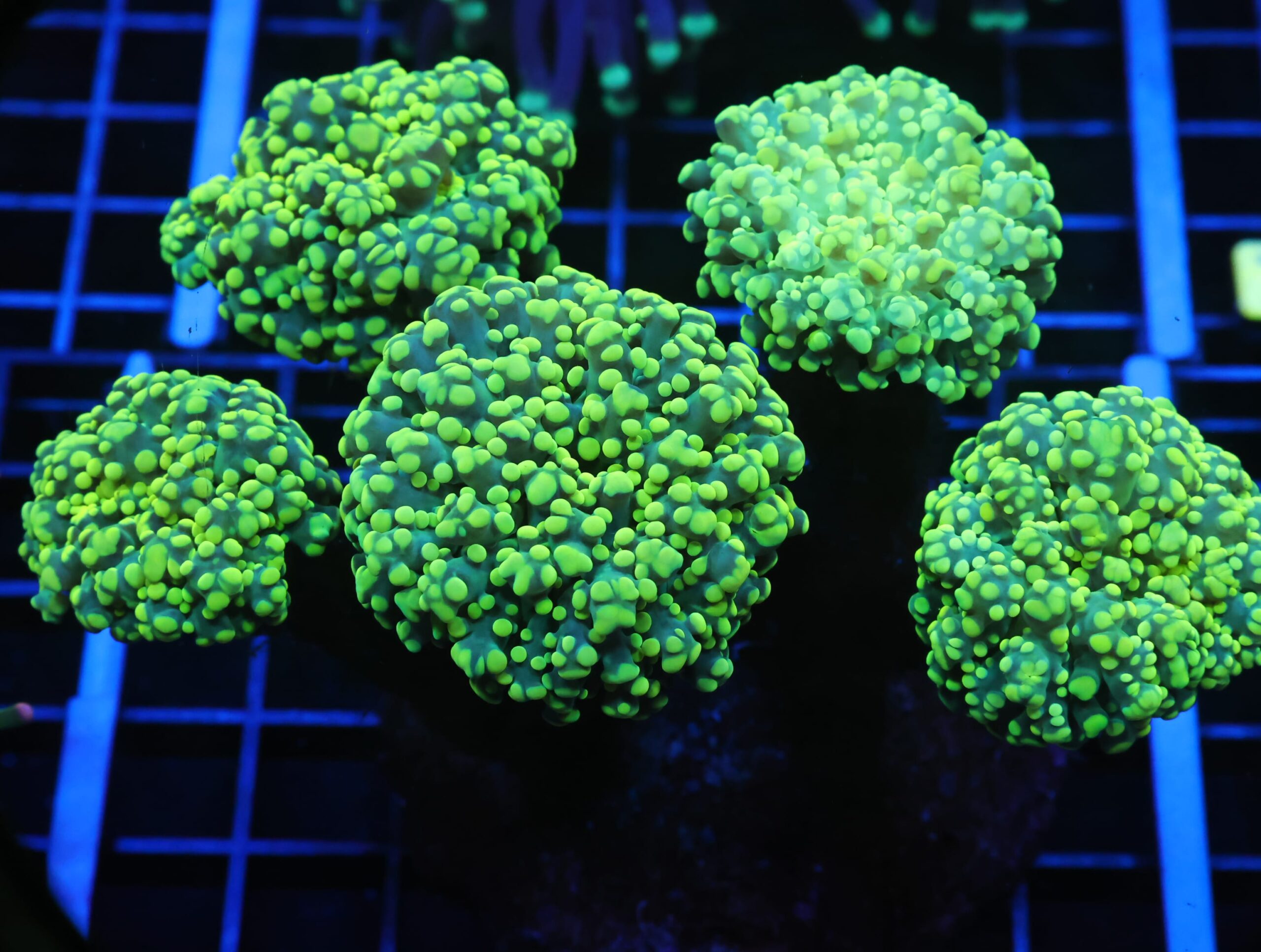 J67 - INDO FROGSPAWN BRANCH GAMMA RAY 5 HEAD