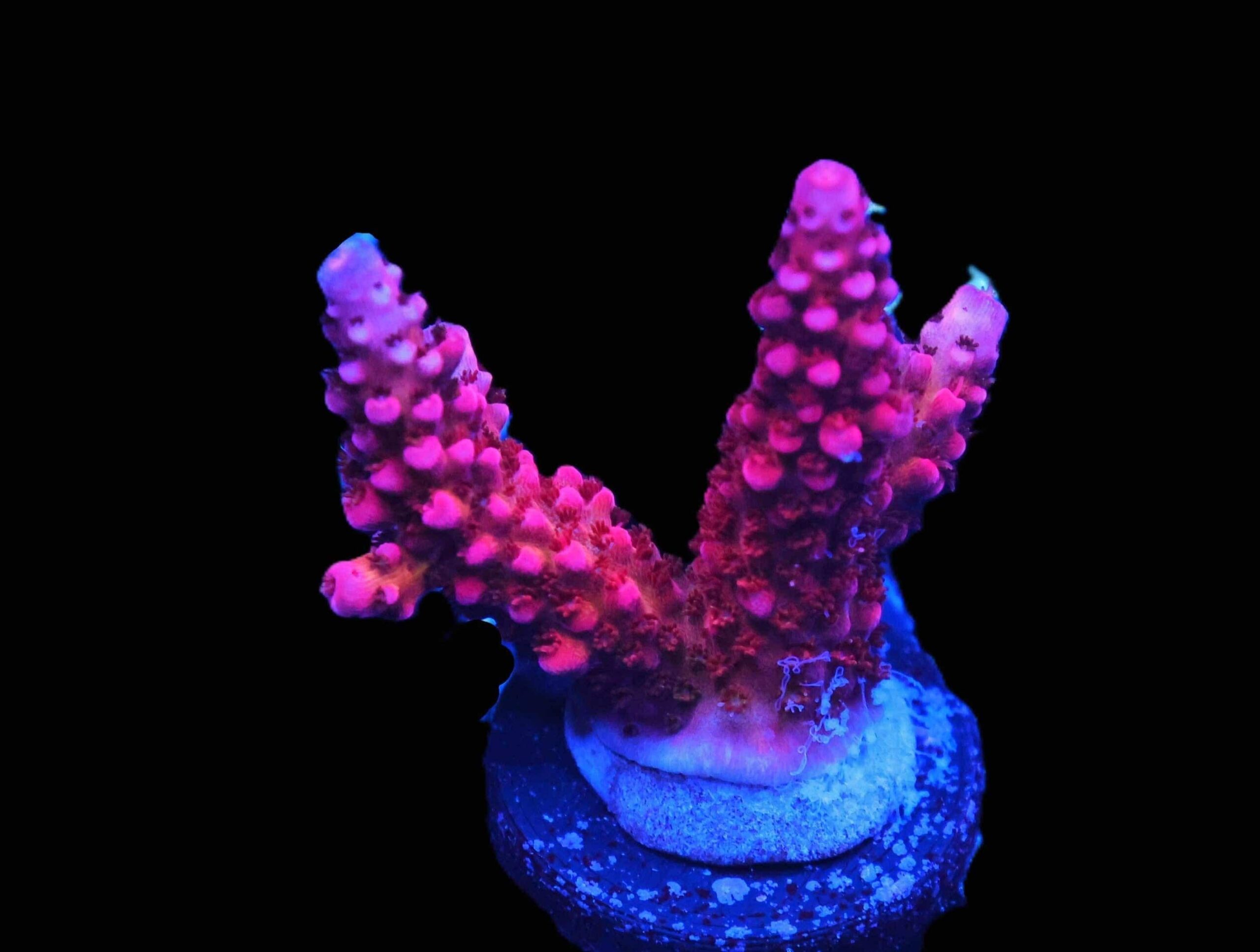 Rommals Rainbow Rommels Acropora; Cultured - Acropora sp