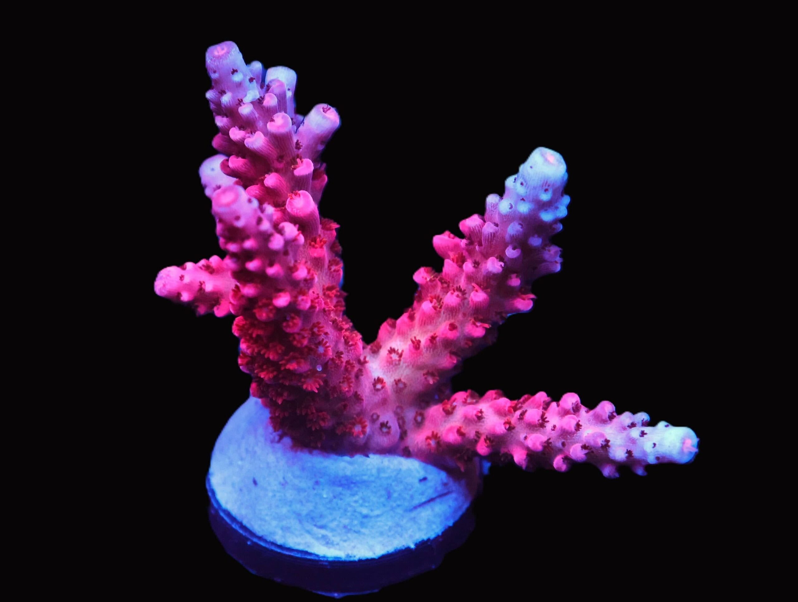 Rommals Rainbow Rommels Acropora; Cultured - Acropora sp