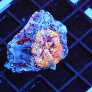 B139 - RAINBOW CONFETTI RICORDEA MUSHROOM