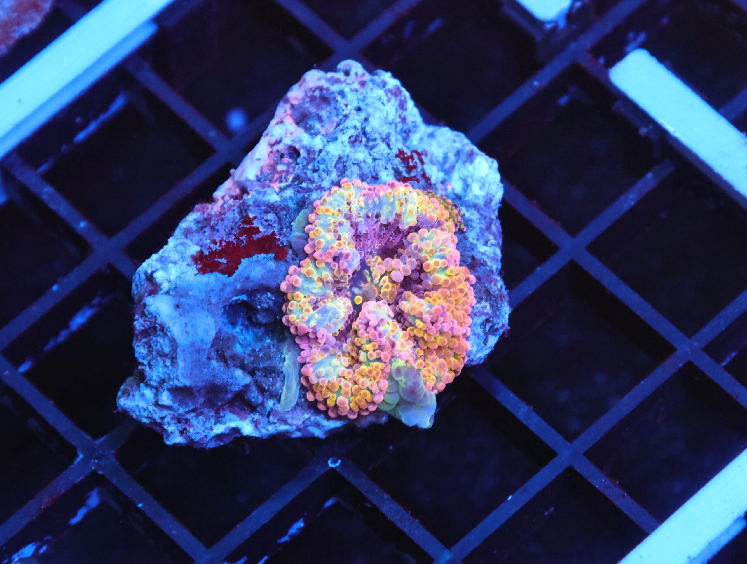 B139 - RAINBOW CONFETTI RICORDEA MUSHROOM