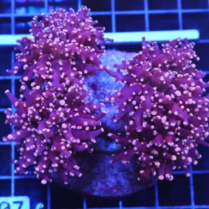 D07 - INDO FROGSPAWN BRANCH PEACH 4 HEAD