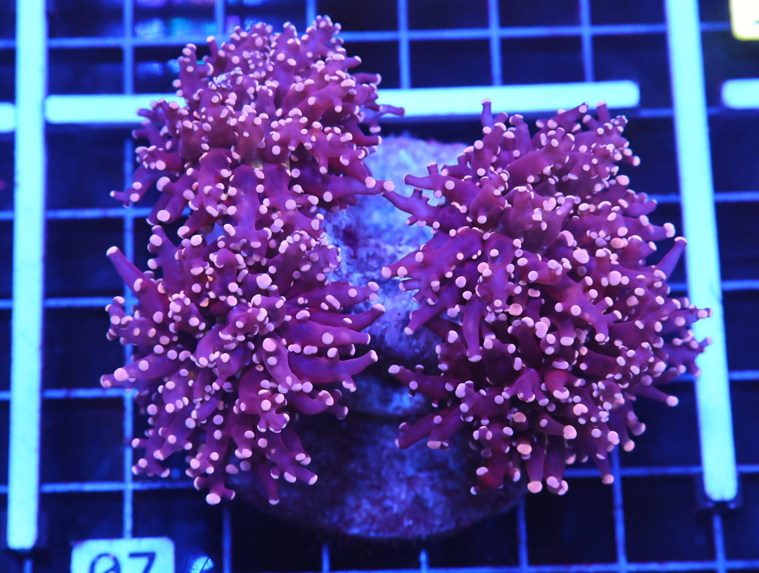 D07 - INDO FROGSPAWN BRANCH PEACH 4 HEAD