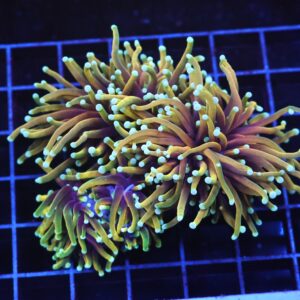 D28 - INDO TORCH HELLFIRE 3 HEAD