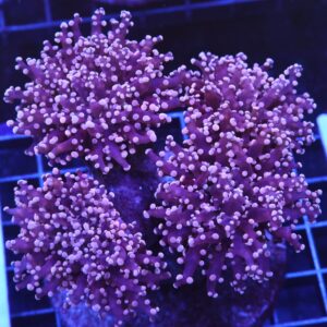 D27 - INDO FROGSPAWN BRANCH PEACH 4 HEAD