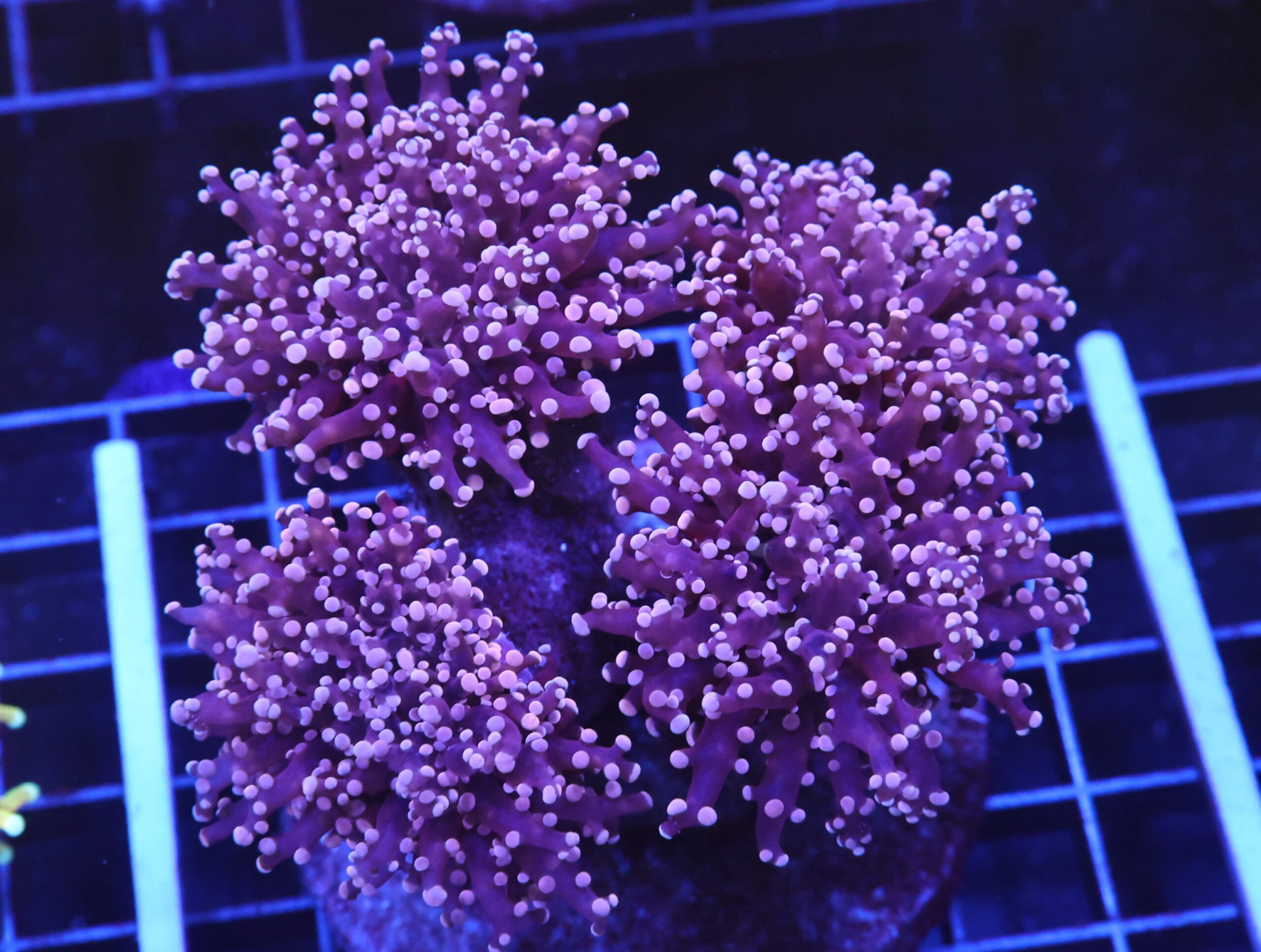 D27 - INDO FROGSPAWN BRANCH PEACH 4 HEAD