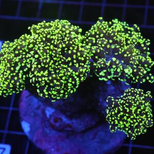 D67 - INDO FROGSPAWN BRANCH GAMMA RAY 4 HEAD
