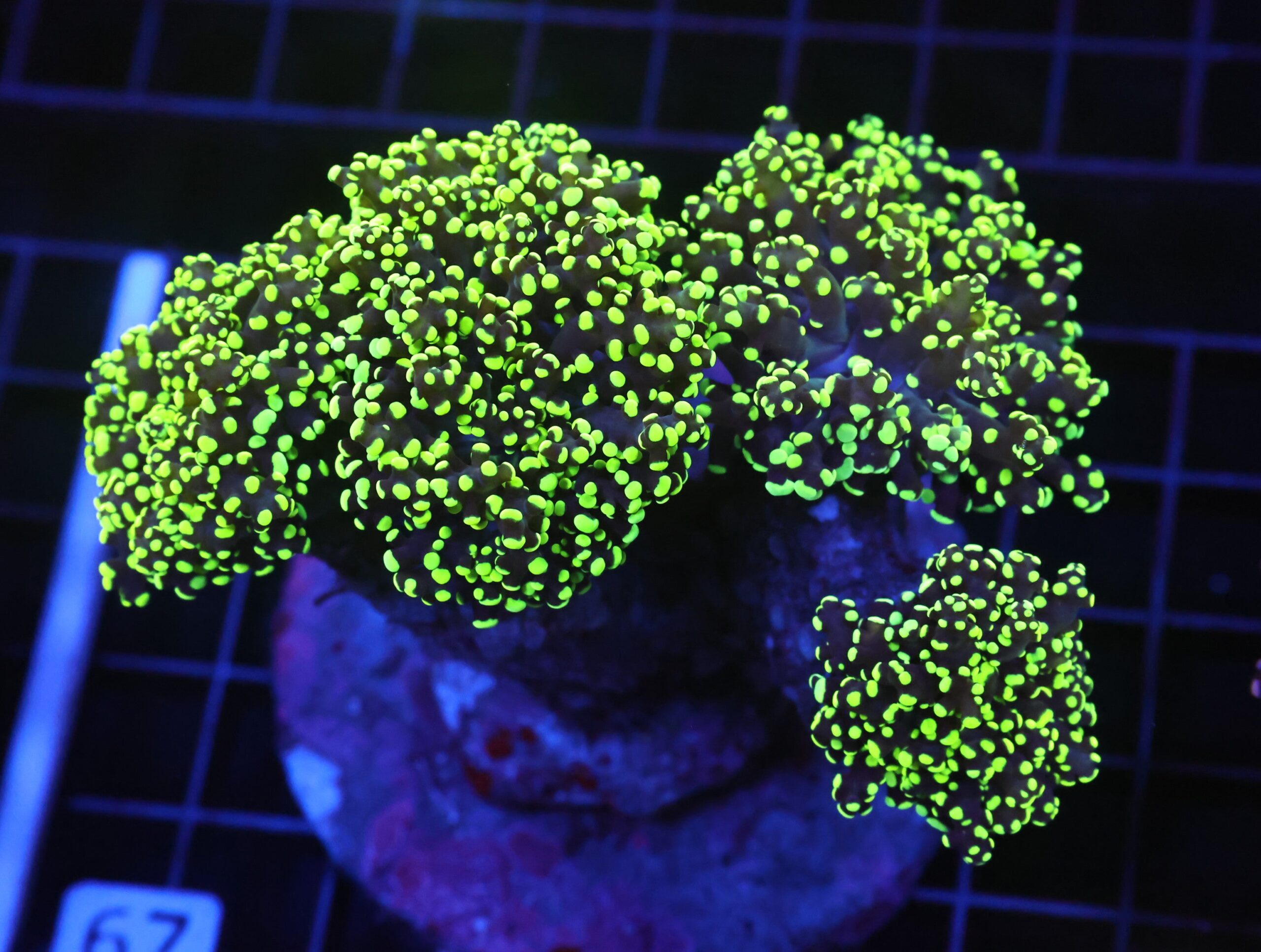 D67 - INDO FROGSPAWN BRANCH GAMMA RAY 4 HEAD