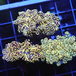 D54 - INDO FROGSPAWN BRANCH CITRUS BOMB 3 HEAD