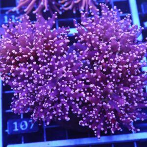 D107 - INDO FROGSPAWN BRANCH PEACH 4 HEAD