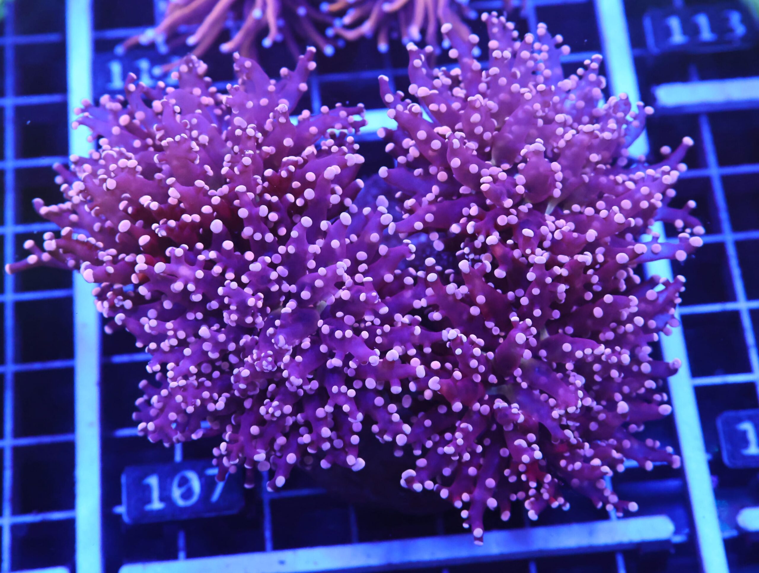 D107 - INDO FROGSPAWN BRANCH PEACH 4 HEAD