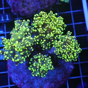 D106 - INDO FROGSPAWN GAMMA RAY 4 HEAD