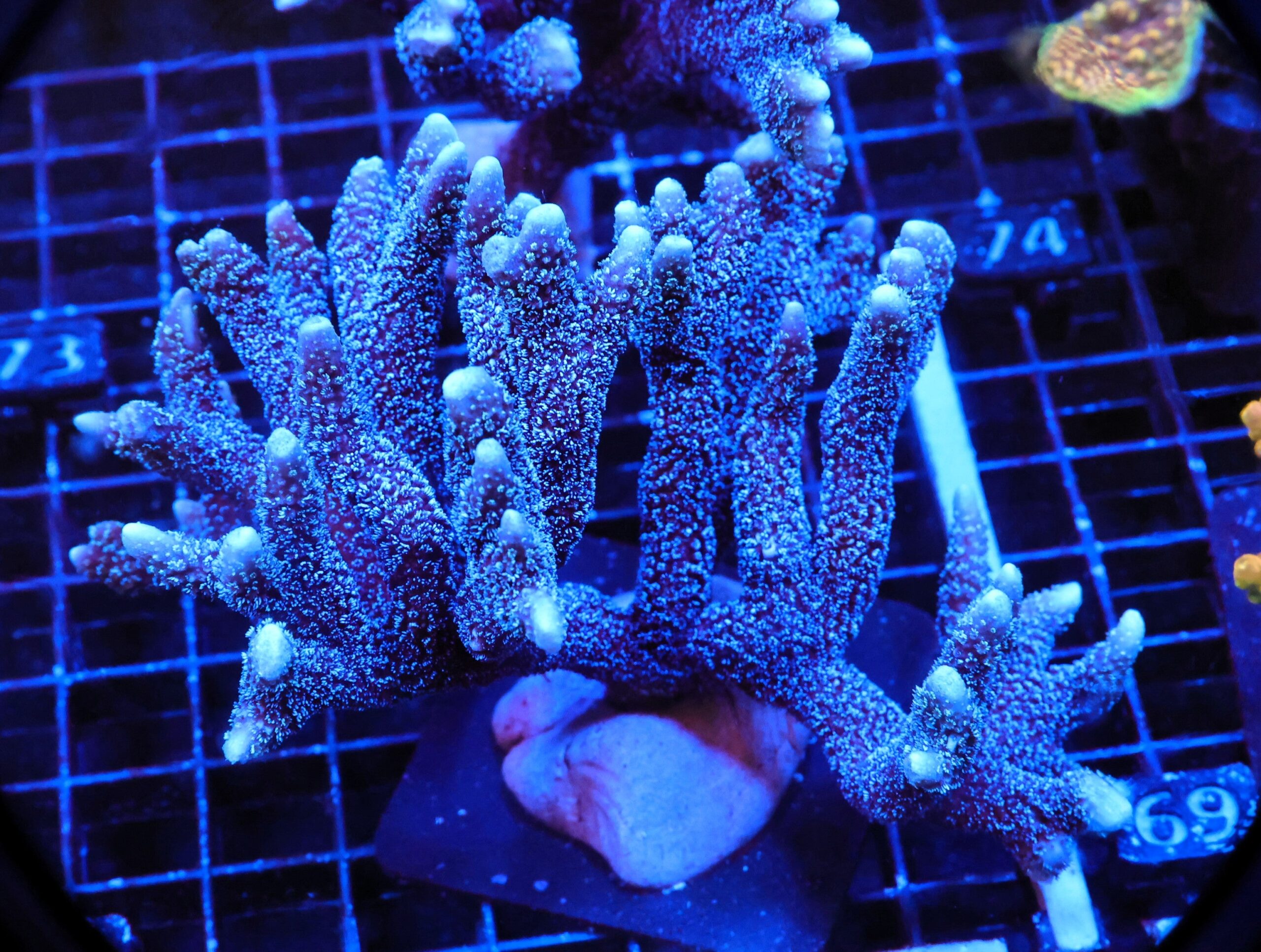 E68 - SDC GERMAN BLUE MONTI DIGI XL COLONY