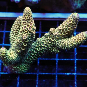 E66 - AUSSIE ACRO DRAGON SCALE