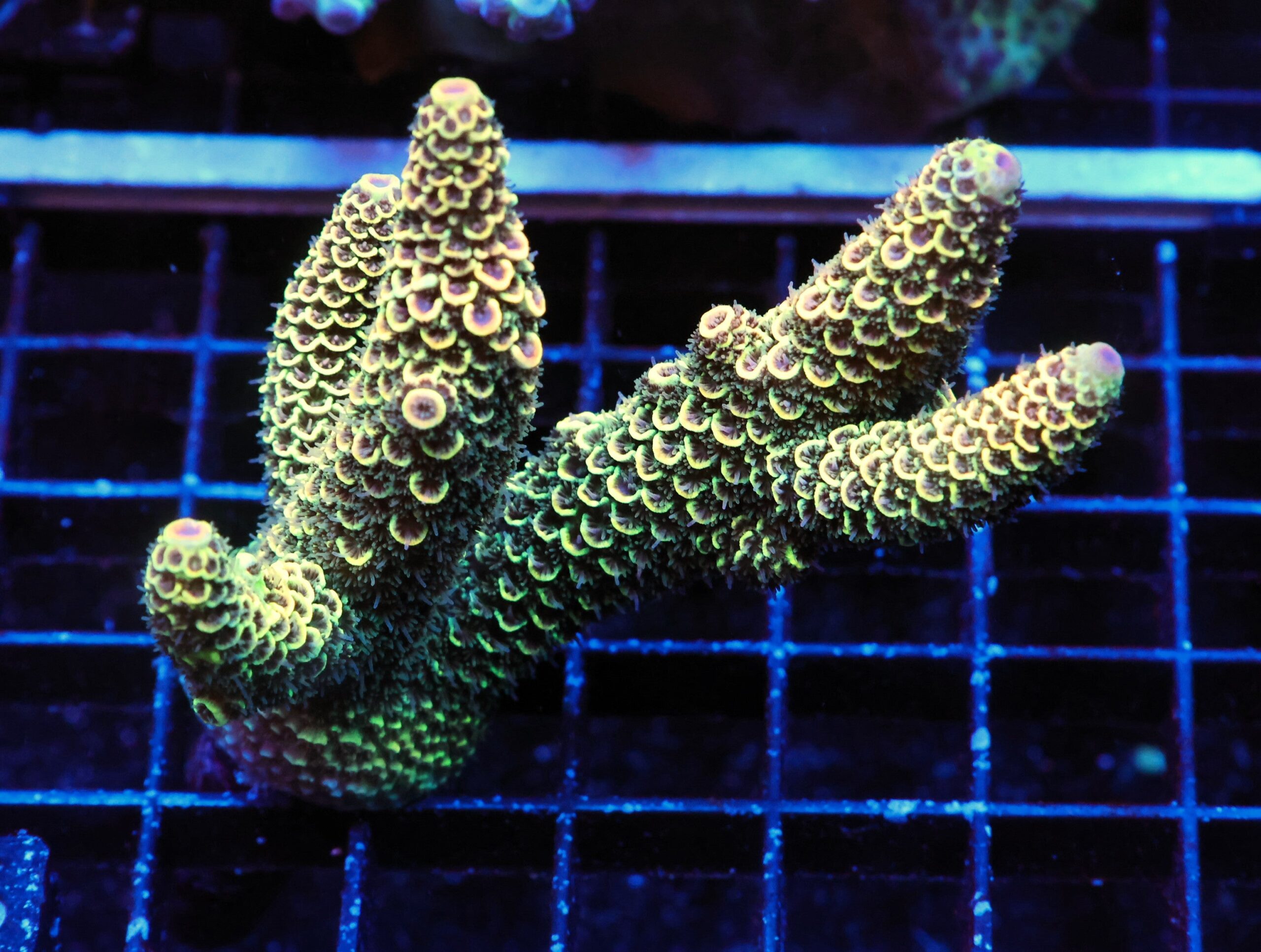 E66 - AUSSIE ACRO DRAGON SCALE