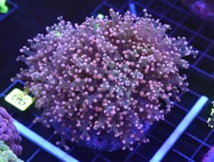 D66 - INDO FROGSPAWN BRANCH ORANGE 4 HEAD