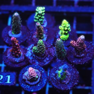 C121 - SDC ACROPORA PACK 10 PC