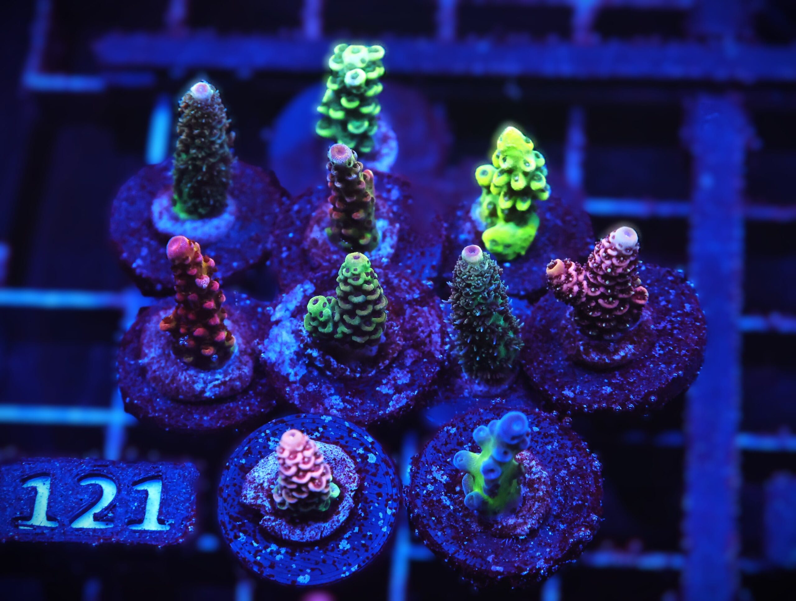 C121 - SDC ACROPORA PACK 10 PC