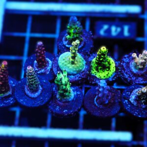 C142 - SDC ACROPORA PACK 10 PC