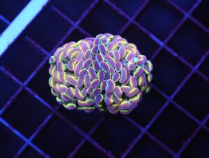 D88 - INDO HAMMER BRANCH TRUE HOLOGRAM 2 HEAD
