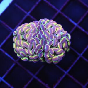 D88 - INDO HAMMER BRANCH TRUE HOLOGRAM 2 HEAD