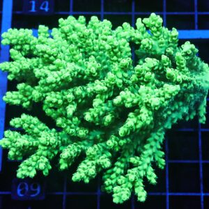 E09 - AUSSIE ACRO GREEN HIGHLIGHTER