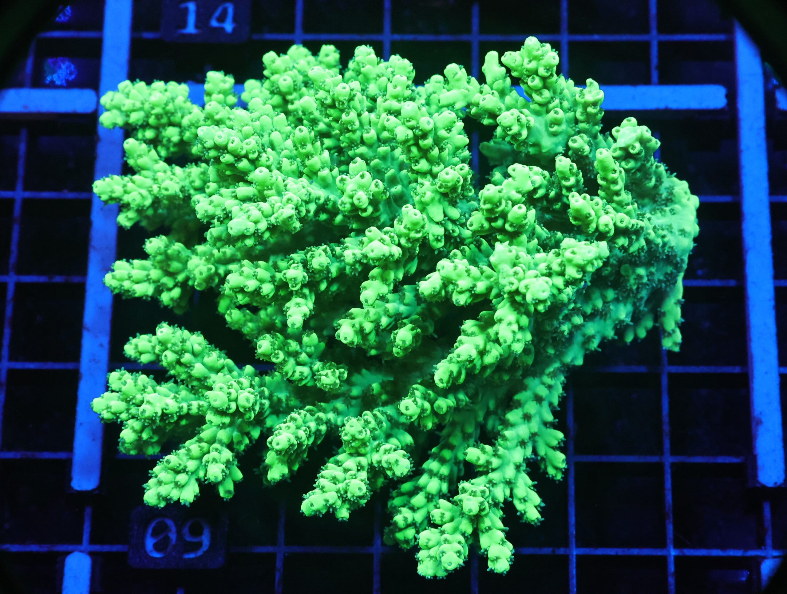 E09 - AUSSIE ACRO GREEN HIGHLIGHTER