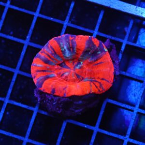 H43 -