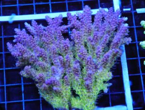E44 - AUSSIE ACRO PINK LEMONADE