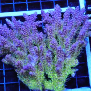 E44 - AUSSIE ACRO PINK LEMONADE