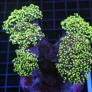 J73 - INDO FROGSPAWN BRANCH GAMMA RAY 5 HEAD