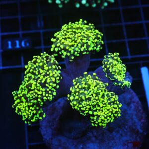 J111 - INDO FROGSPAWN BRANCH GAMMA RAY 5 HEAD