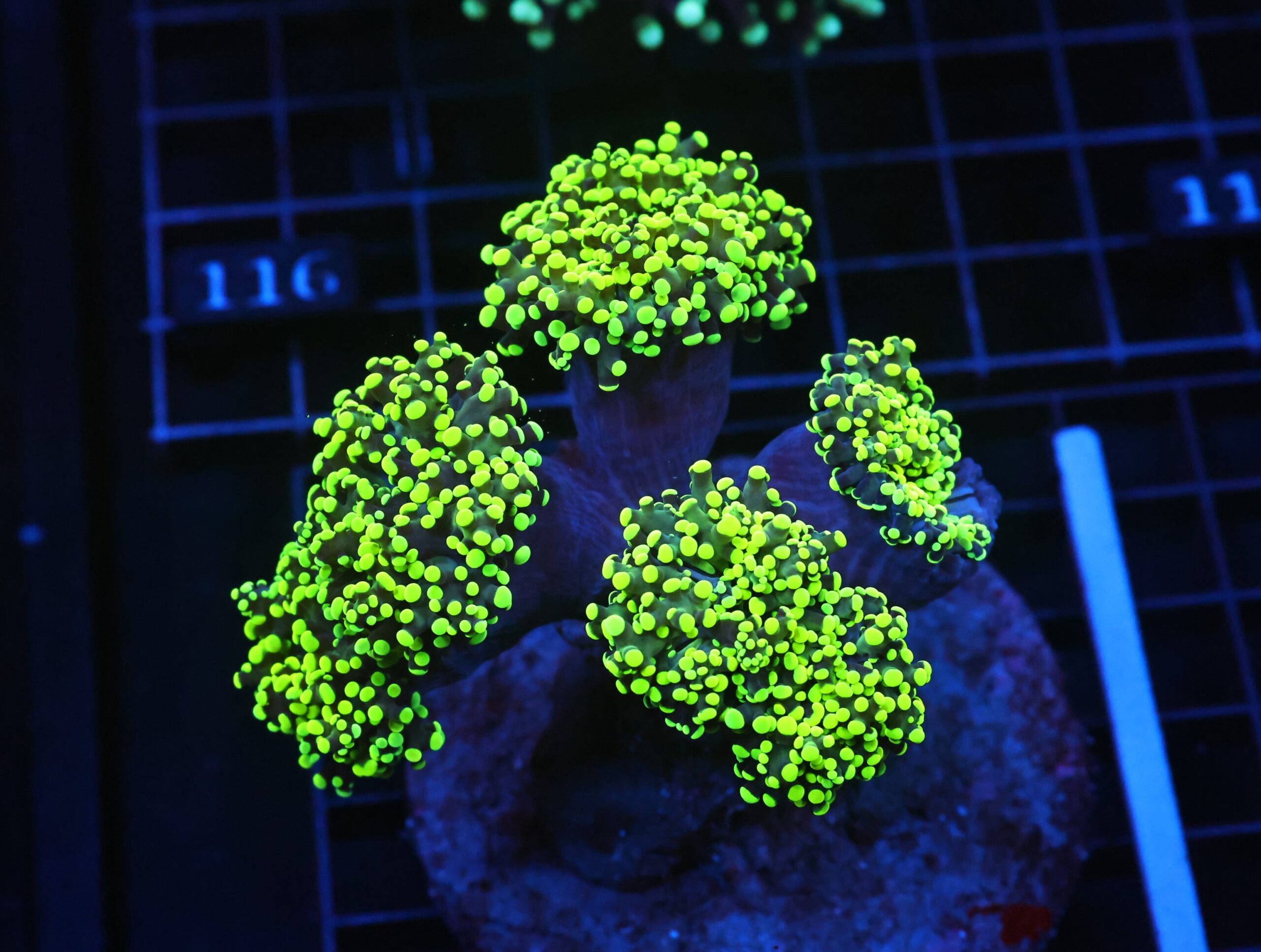 J111 - INDO FROGSPAWN BRANCH GAMMA RAY 5 HEAD