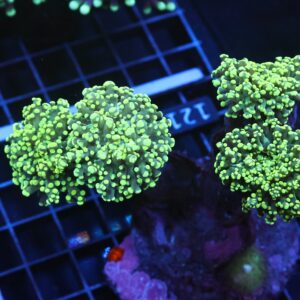 J121 - INDO FROGSPAWN BRANCH GAMMA RAY 4 HEAD