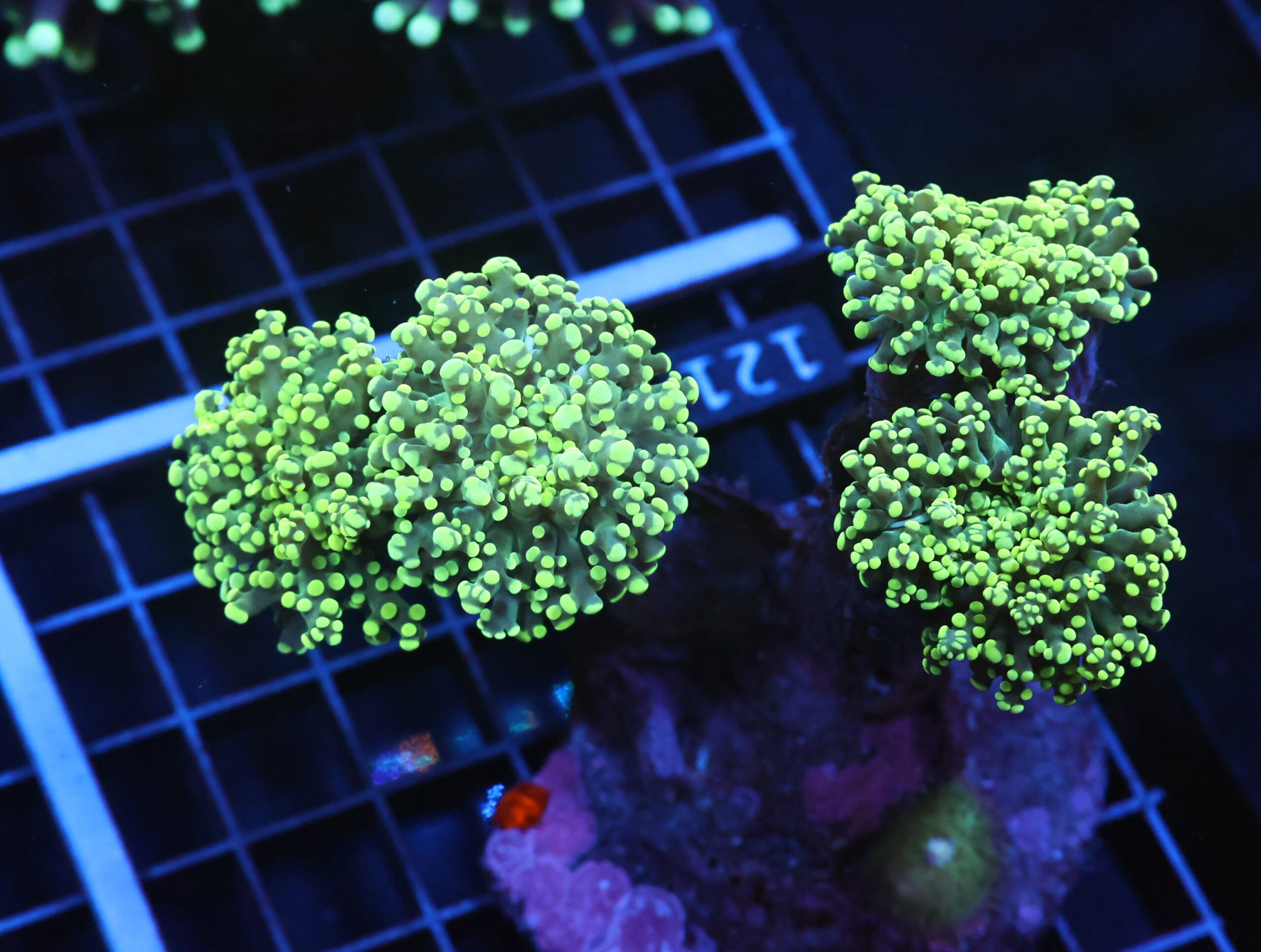 J121 - INDO FROGSPAWN BRANCH GAMMA RAY 4 HEAD