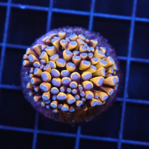 J98 - MALAYSIA TORCH 24K GOLD 1 HEAD
