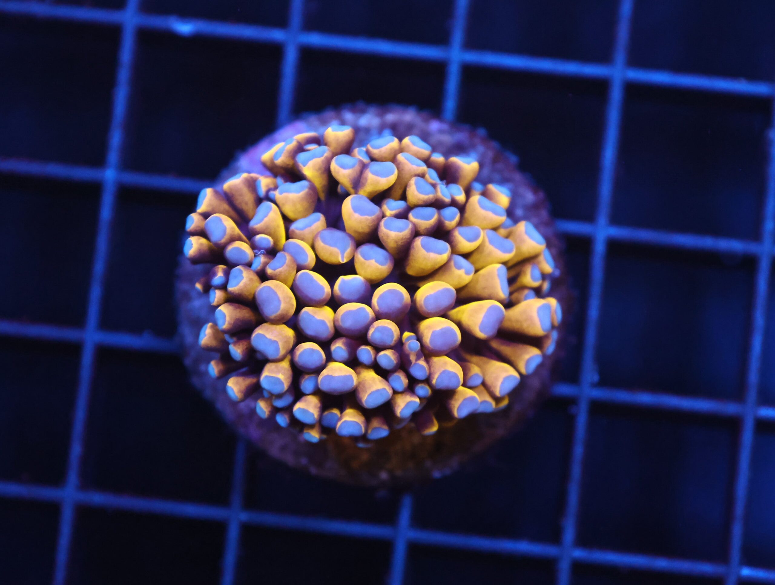 J98 - MALAYSIA TORCH 24K GOLD 1 HEAD