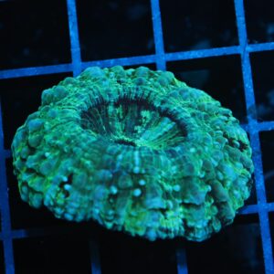 B21 -AUSSIE SPEARMINT ACANTHOPHYLLIA