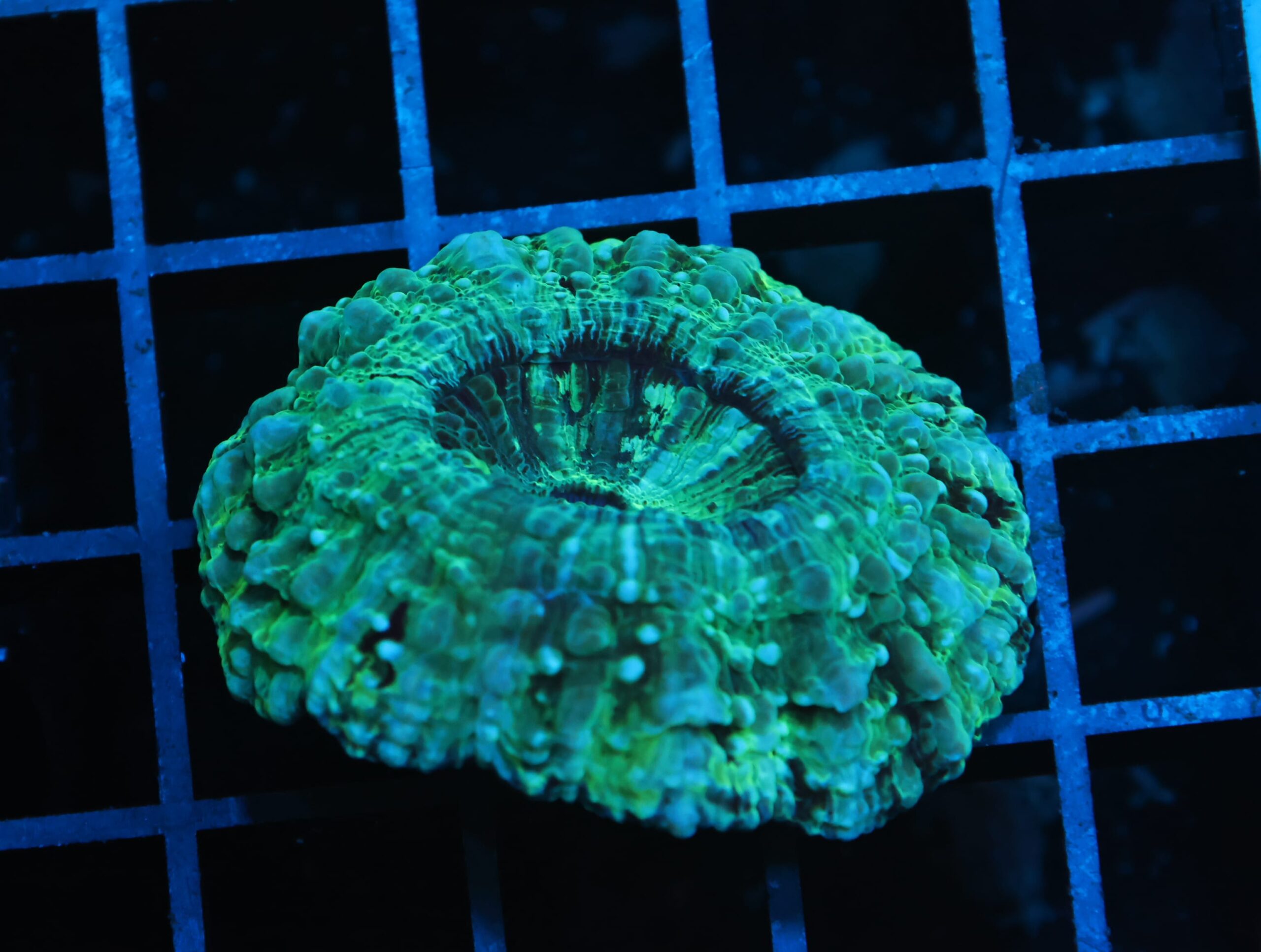 B21 -AUSSIE SPEARMINT ACANTHOPHYLLIA