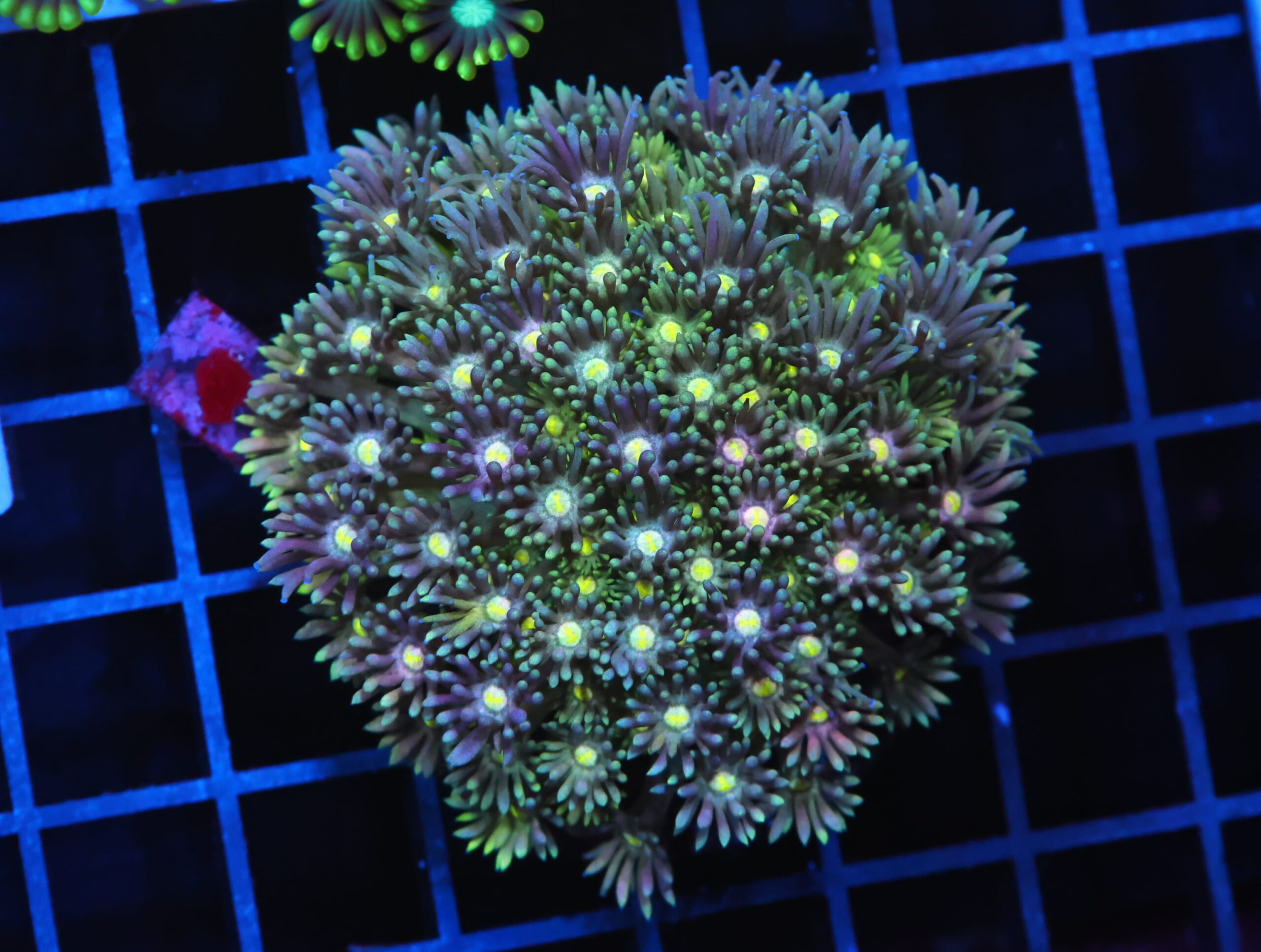 H93 - INDO MARBLED BLUE GREEN GONIOPORA