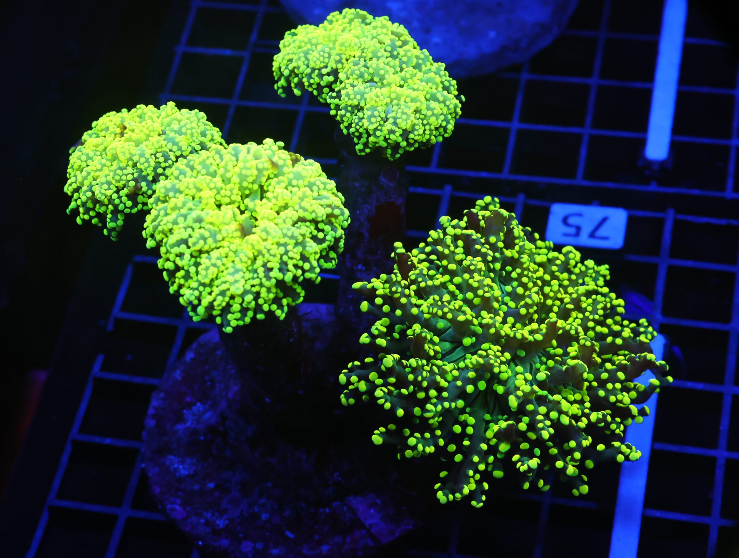 D75 - INDO FROGSPAWN BRANCH GAMMA RAY 5 HEAD