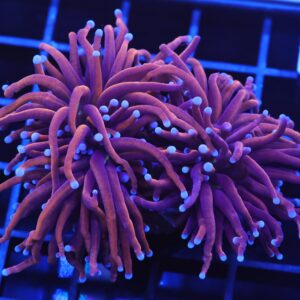 D79 - INDO TORCH GOLD VARIANT 2 HEAD
