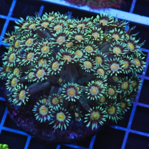 H106 - INDO ELECTRIC RAIN GONIOPORA