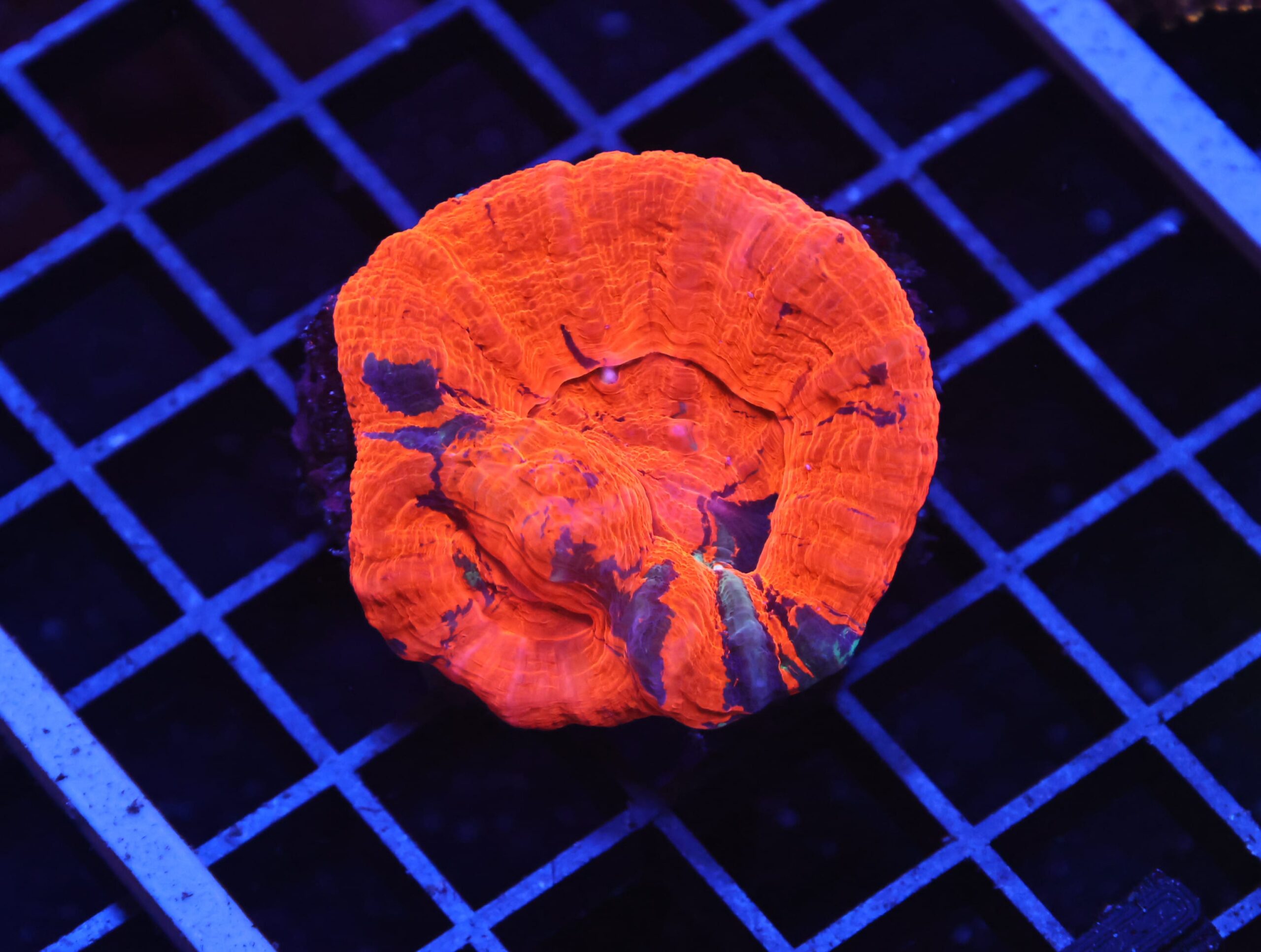 H35 -