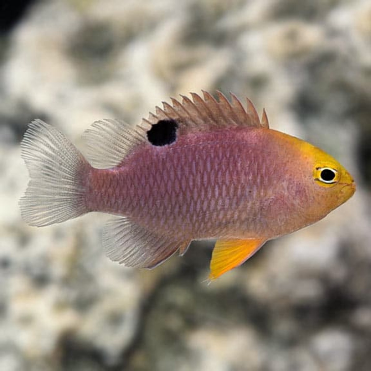 Damselfish