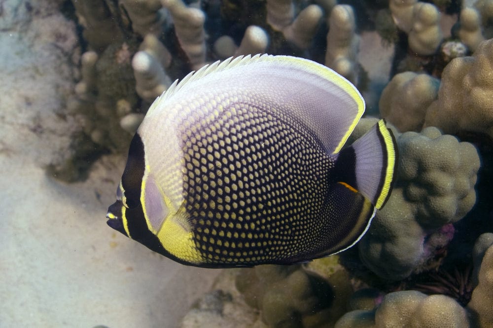 Reticulated Butterflyfish | Chaetodon reticulatus